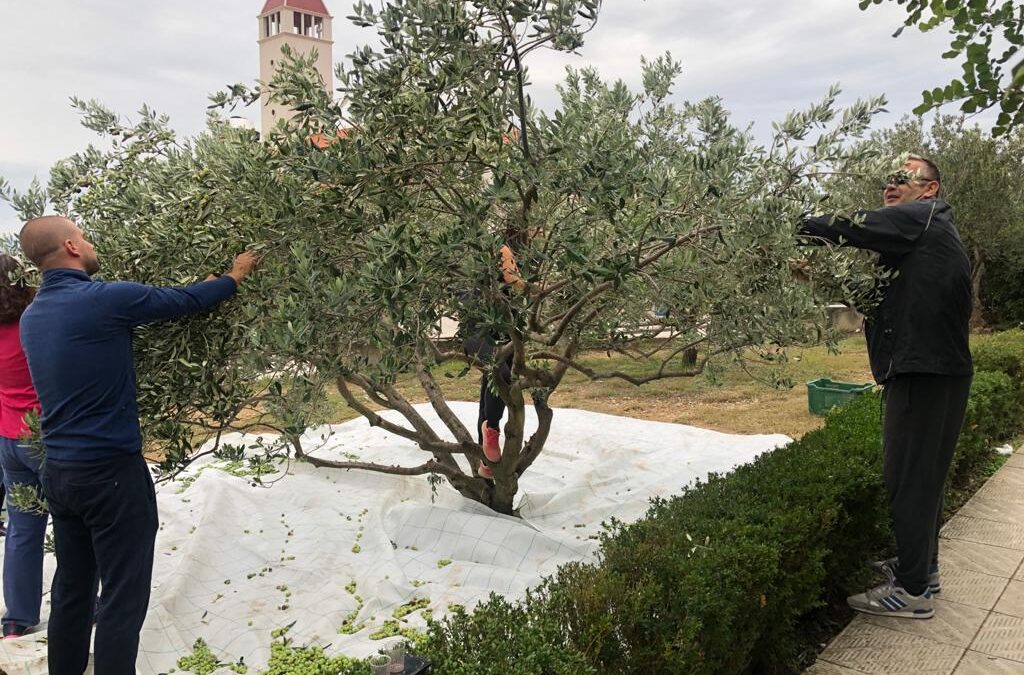 Branje maslina u školskom vrtu